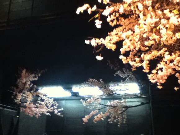 sakura